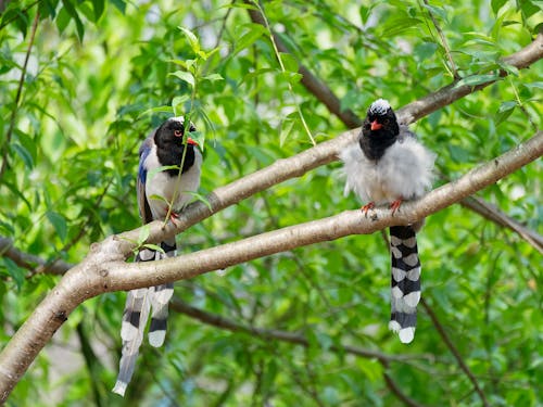  Red-billed Blue Magpies on a Tree Branch 