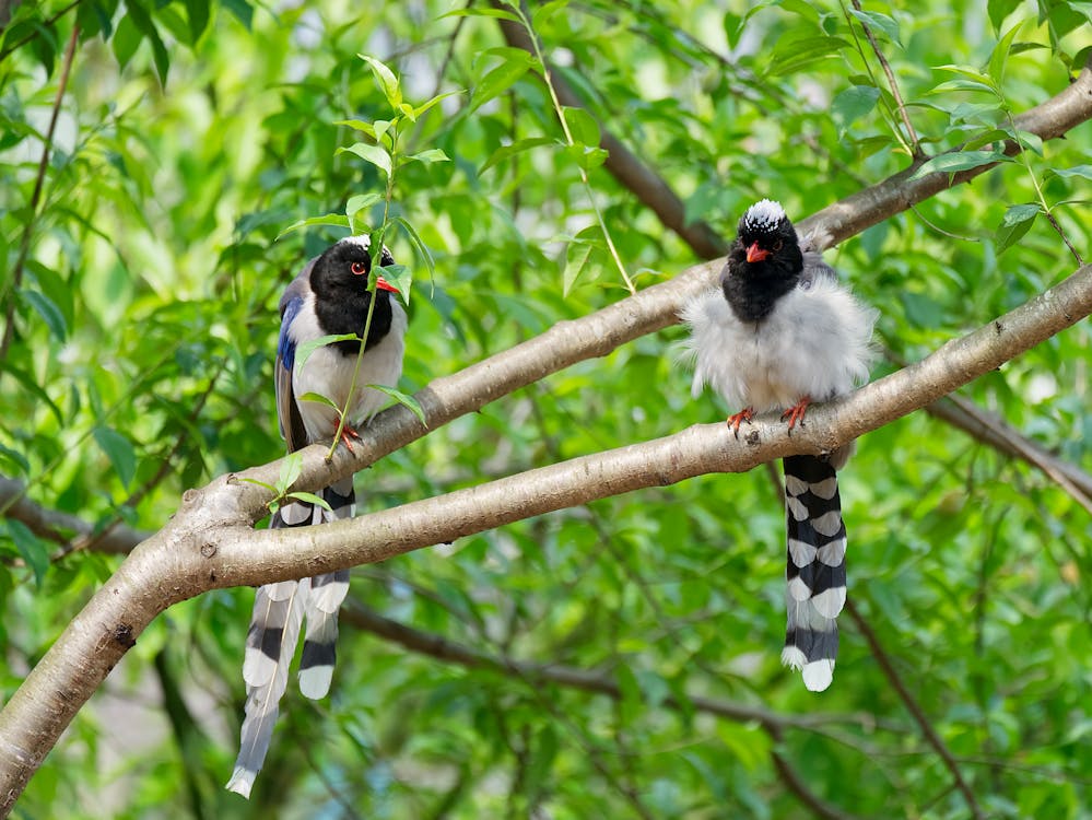  Red-billed Blue Magpies on a Tree Branch 
