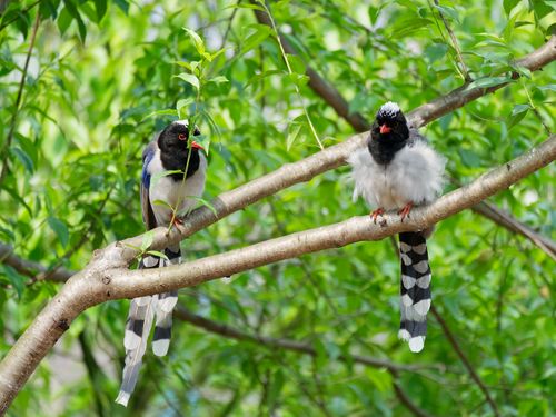 Free Pair of Red-billed Blue Magpies on a tree branch in a lush forest setting. Stock Photo