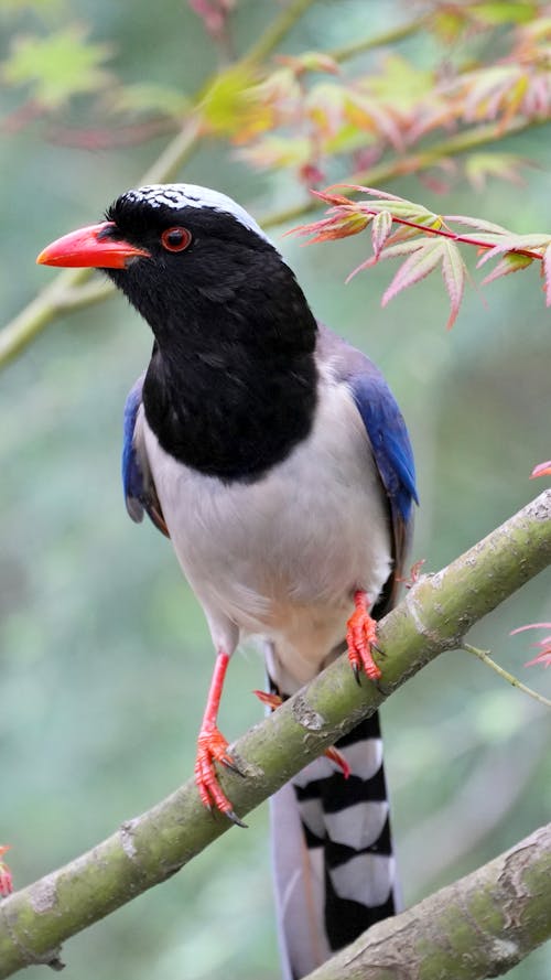 Close-up of a Red-billed Blue Magpie 
