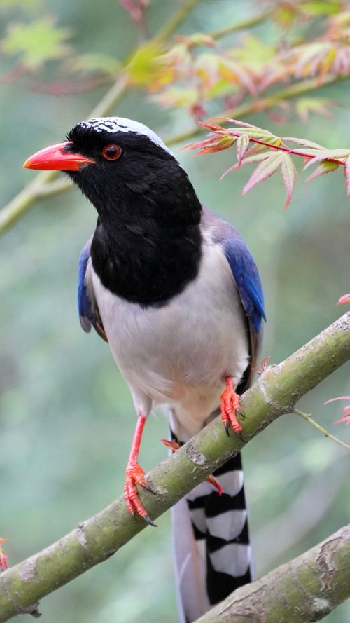 Free Vibrant red-billed blue magpie perched on a branch amid lush foliage, showcasing wildlife beauty. Stock Photo