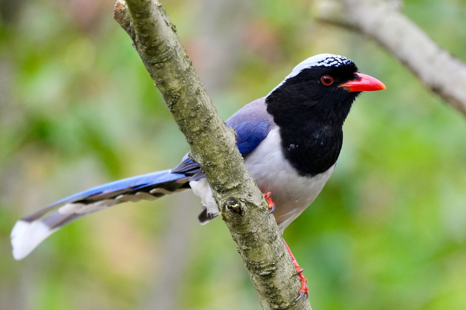 Black Billed Magpie: Biology and Behavior Insights