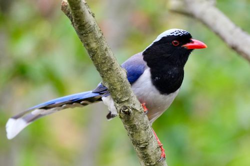 Free Close-up of a vibrant red-billed blue magpie on a tree branch. Stock Photo