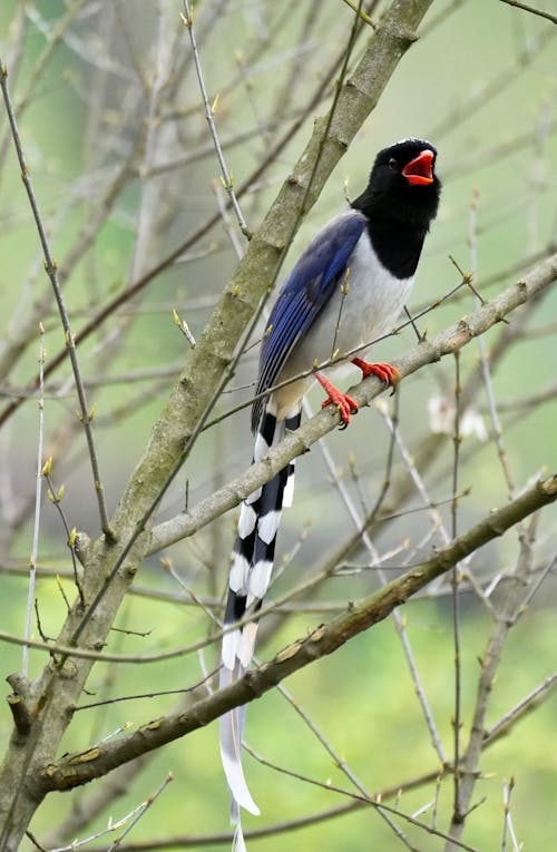 Close-up of a Red-billed Blue Magpie