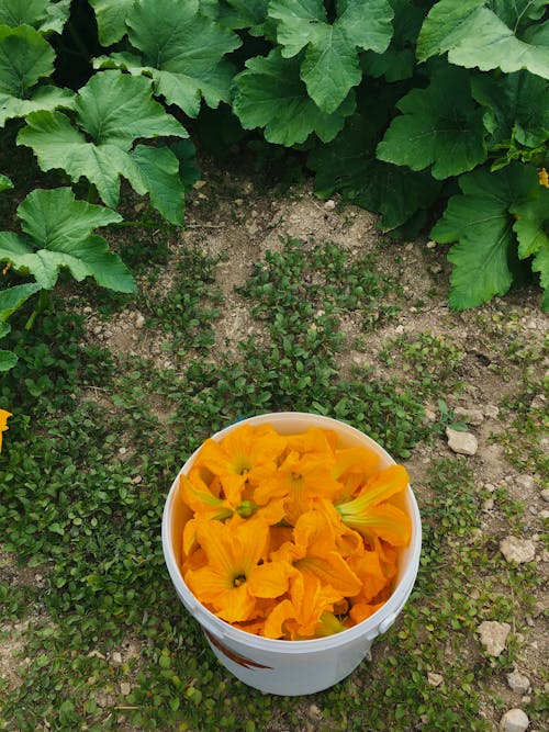 Kostenloses Stock Foto zu blätter, blumen, boden