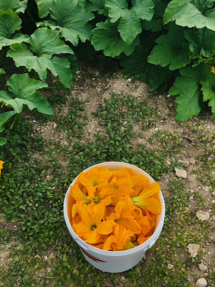 Bucket With Flowers On Grass