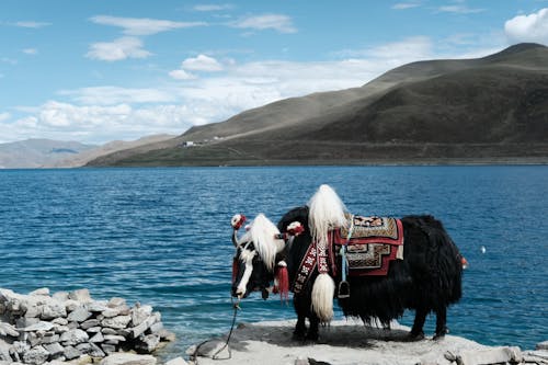 Foto d'estoc gratuïta de fotografia de paisatge, tibet, viatjant