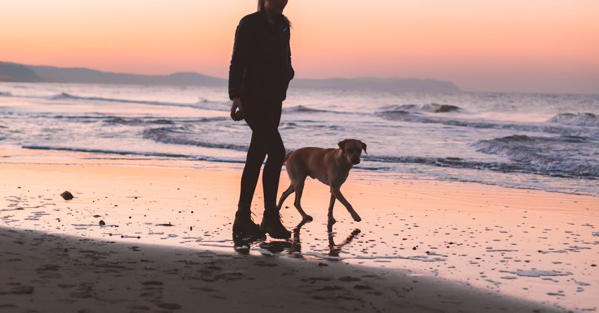 How much salt water can kill a dog