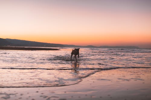 無料 海岸を走る犬のシルエット写真 写真素材