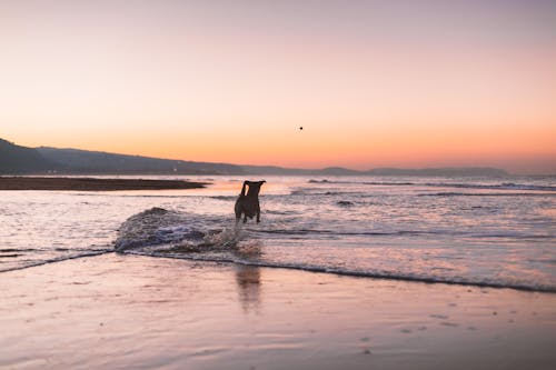 海岸を走る犬のシルエット写真