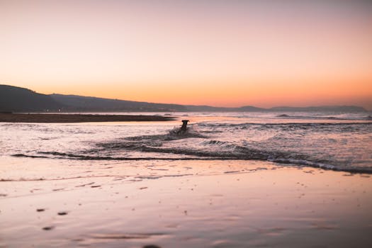 夕阳西下，一只狗在海里欢快地游泳，构成了一幅风景如画的海滩景象