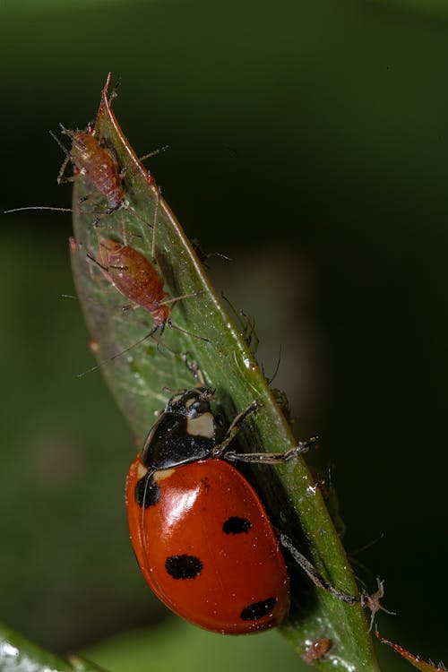 Ilmainen kuvapankkikuva tunnisteilla coccinella septempunctata, eläin, hyönteinen