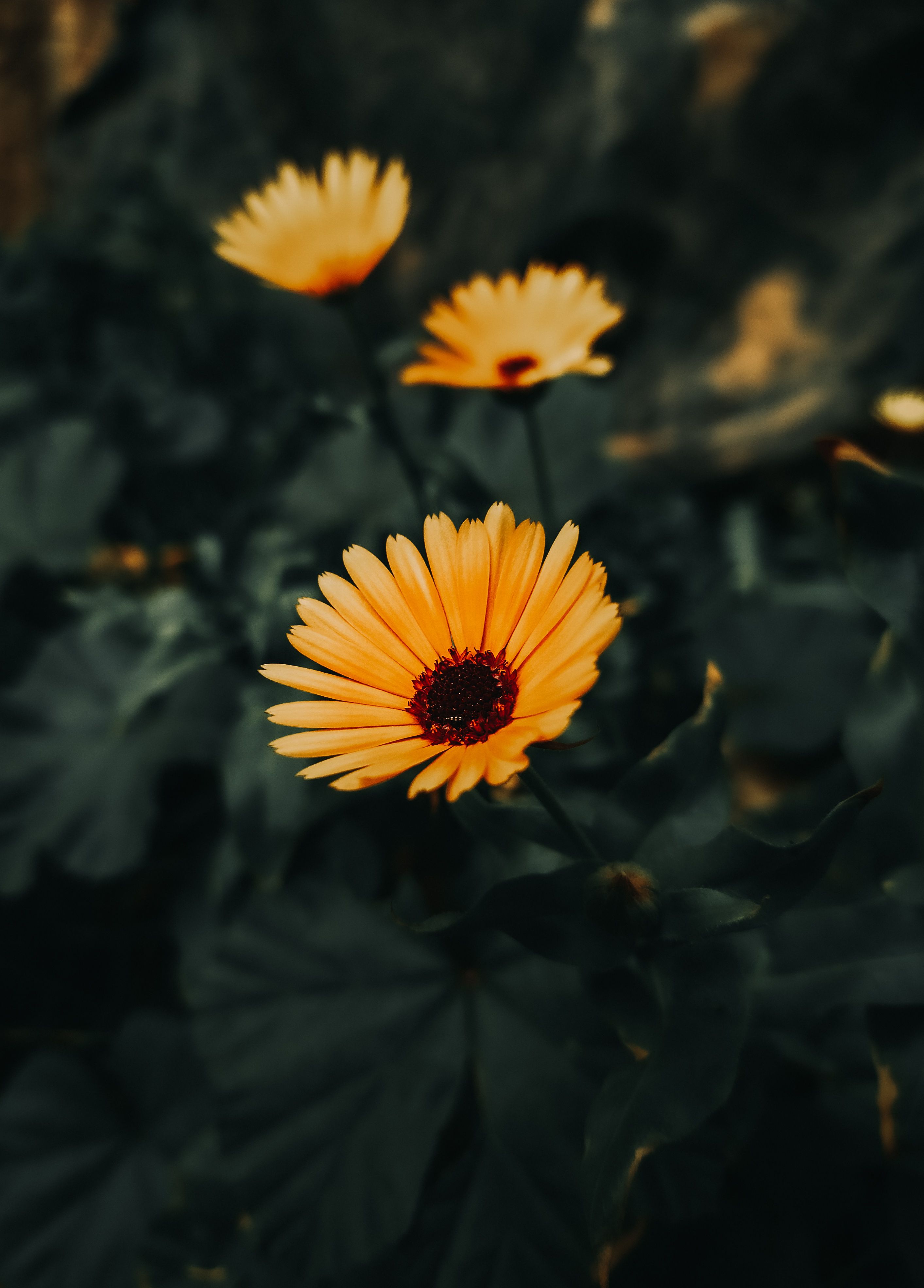 Close up of Yellow Flowers · Free Stock Photo