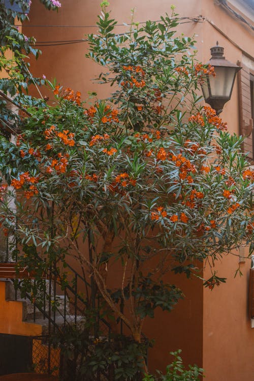 A Tree with Orange Flowers Growing in front of a Building