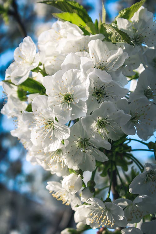 Close-up of White Flowers of a Fruit Tree in Spring 