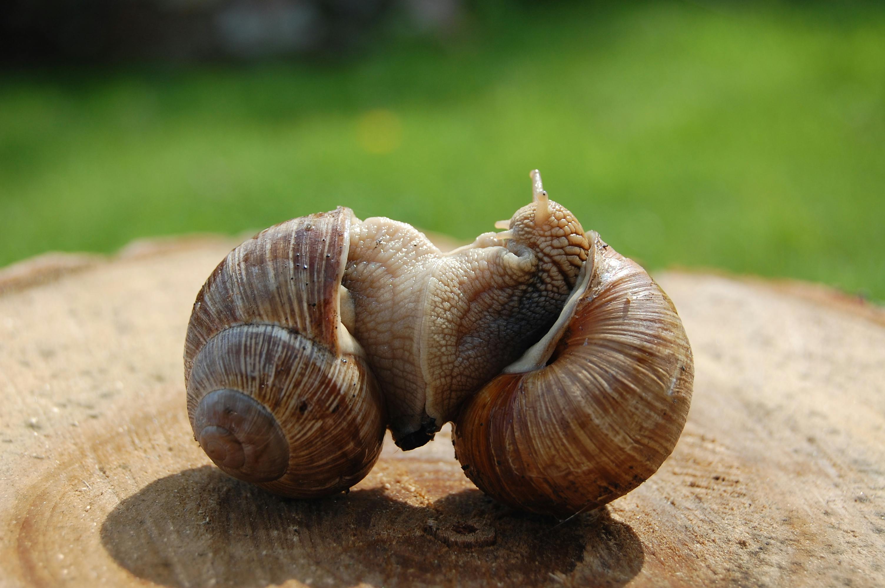 Free stock photo of edible snail, Roman snail, snails
