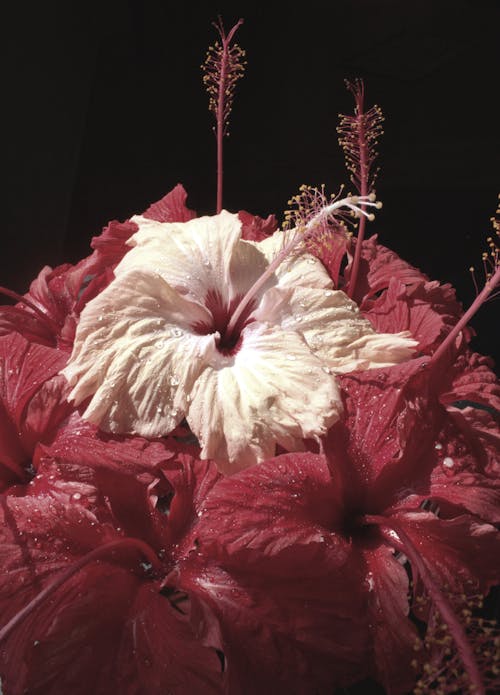 Close-up of Pink Hibiscus Flowers