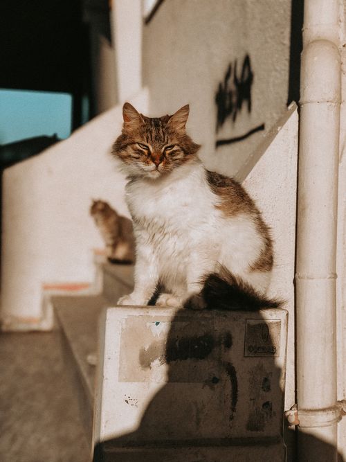 Free A cute fluffy cat basking in sunlight on urban steps, casting a shadow. Stock Photo