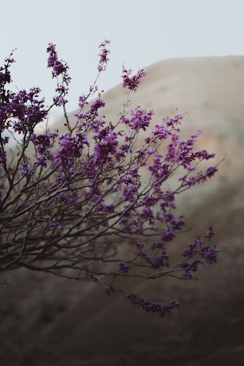 Blooming Tree in Wild Nature