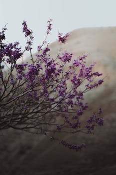 Capture of purple blossoms blooming on branches with a muted mountain background.