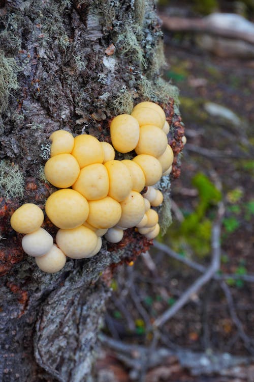 Close-up of Yellow Fungi in Ball Shapes Growing on a Tree Trunk 