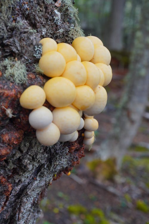 Fotos de stock gratuitas de árboles de otoño, arboles grandes, Argentina