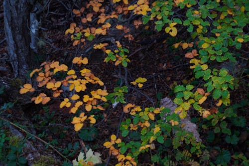 Gratis lagerfoto af atmosfera de outono, brunt blad, efterår