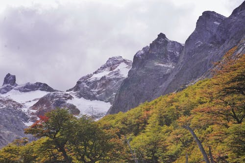 Landscape of Snowcapped Rocky Mountains and a Forest