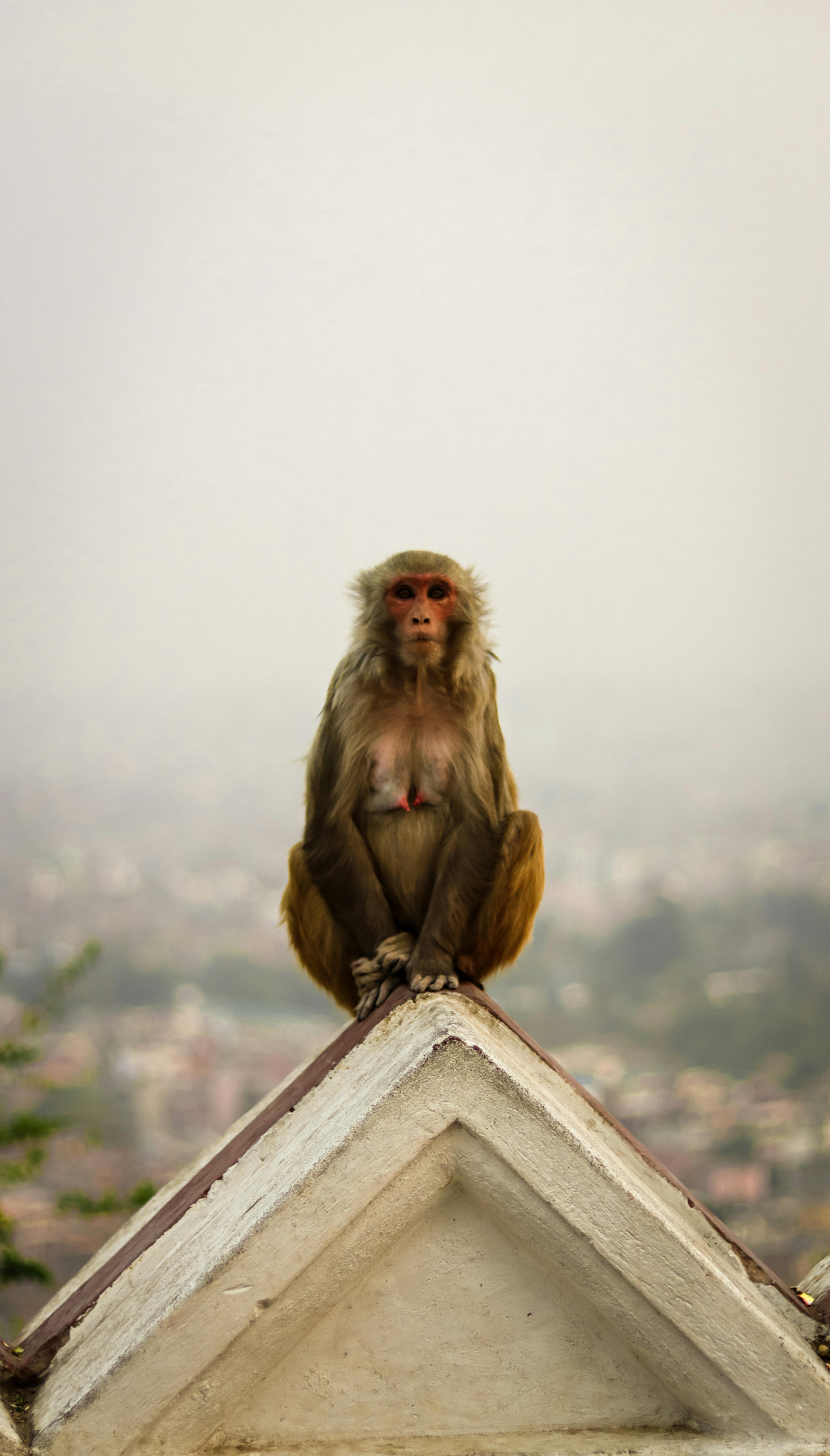 Vermi Da Ginnastica Notturna in Africa Fotografia Stock - Immagine di  animale, humus: 212142274