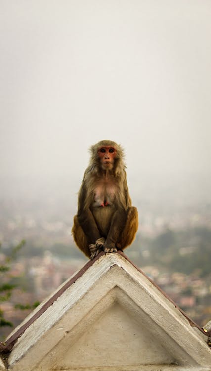Male Macaque Monkey Sitting On The Roof Of A Temple And By