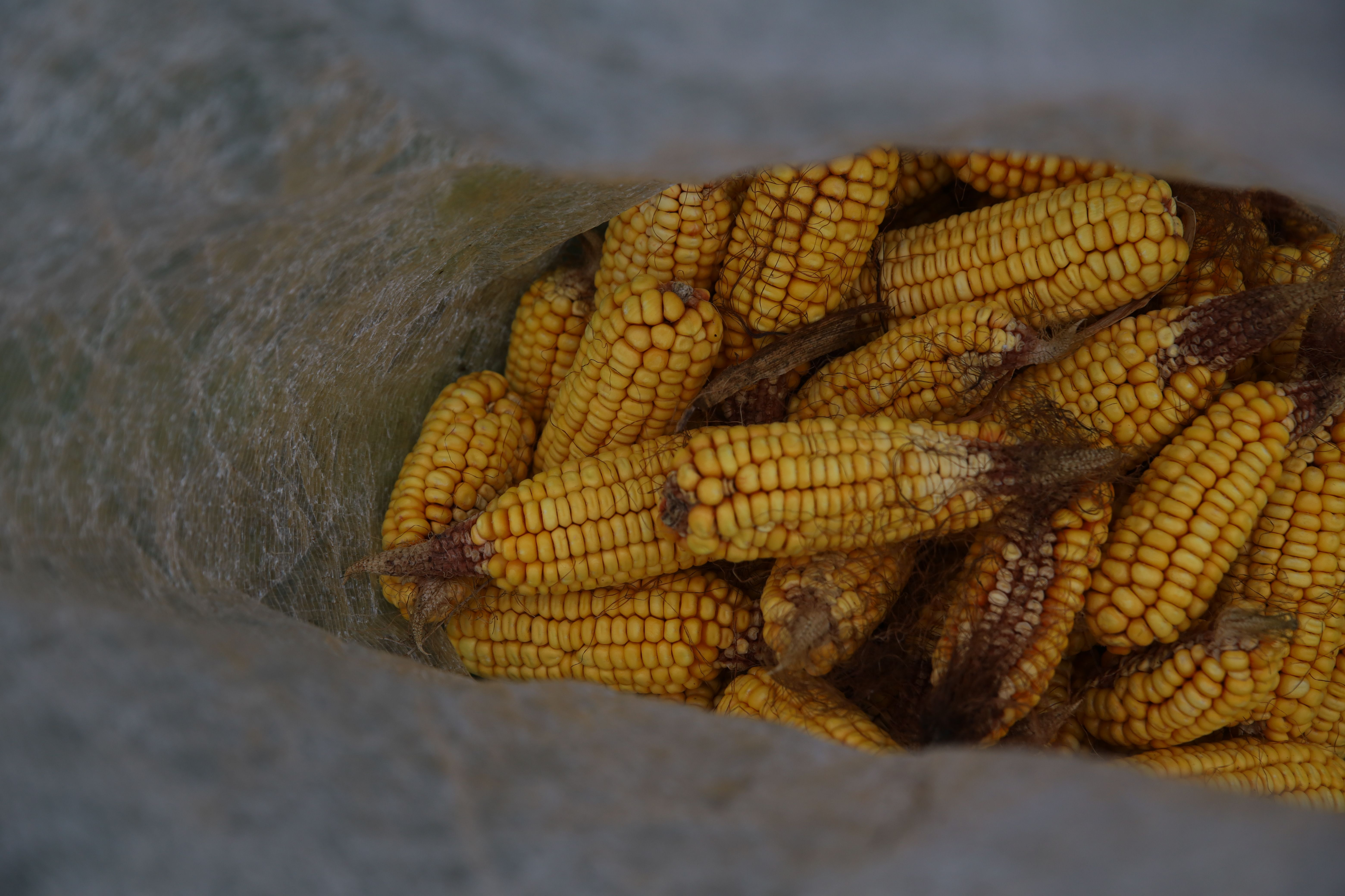 Close up of Corn
