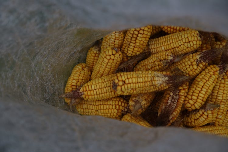 Close Up Of Corn