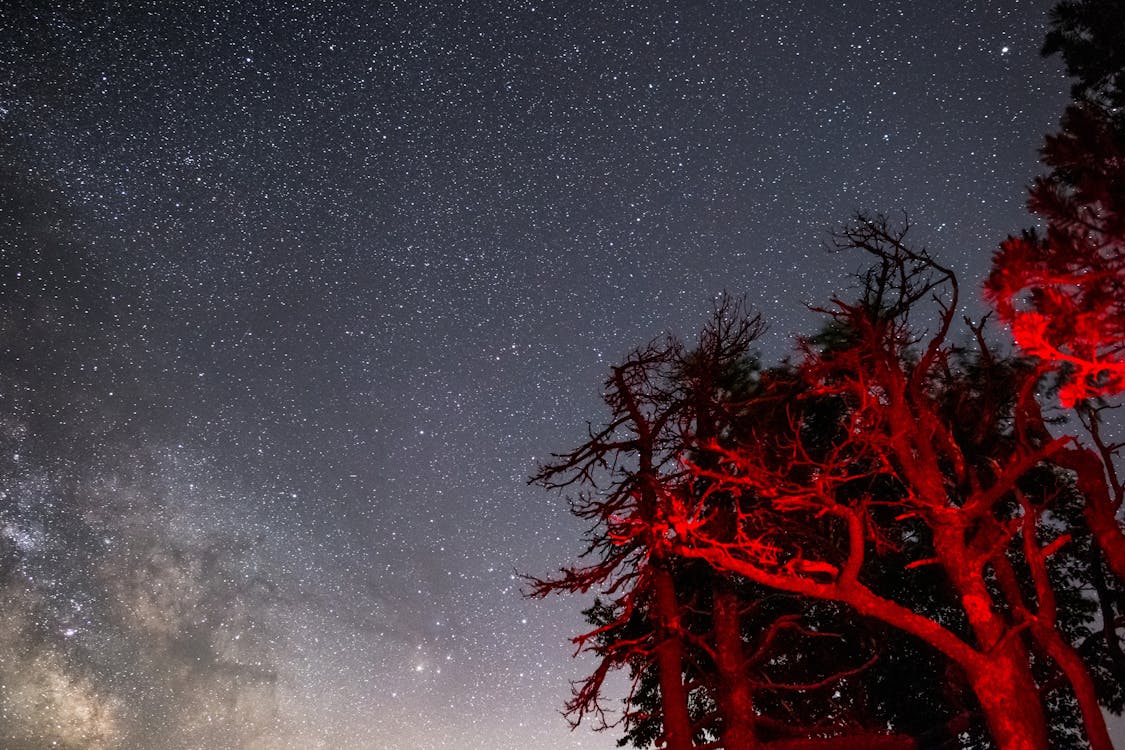 Бесплатное стоковое фото с galaxy, Астрономия, деревья