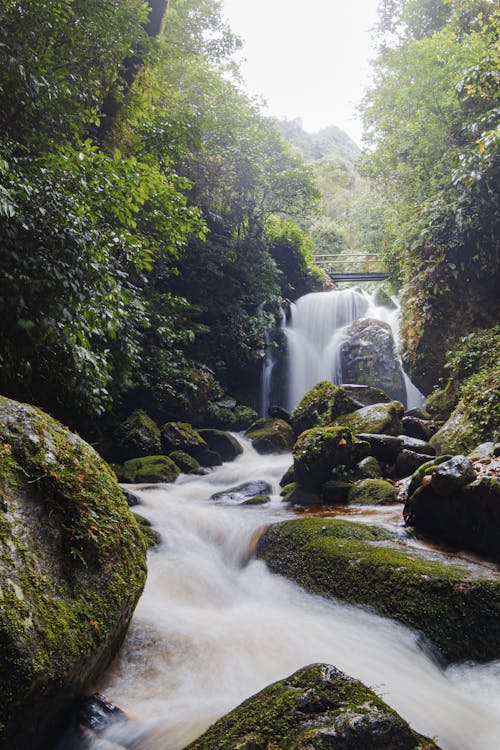 Foto profissional grátis de cachoeira, floresta, musgo