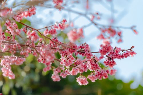 Free Close-up of vibrant pink cherry blossoms on branches in spring. Stock Photo
