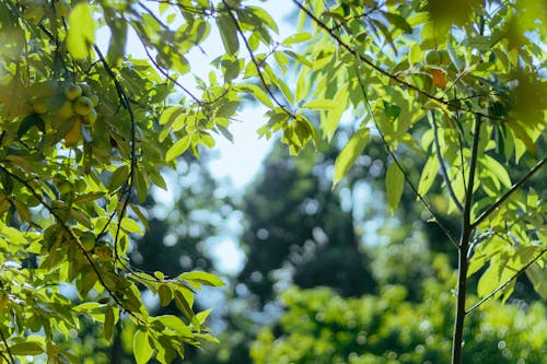 가지, 관목, 나뭇잎의 무료 스톡 사진