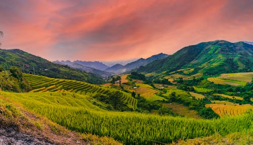 Mountain Landscape with Rice Terraces and Pink Sky