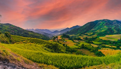 Immagine gratuita di agricoltura, campi, cielo rosa