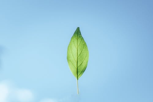 Green Leaf Floating against the Sky