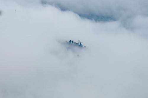 Treetops in Fog