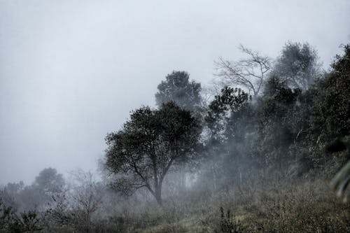 Free Landscape of a Foggy Field and Forest  Stock Photo