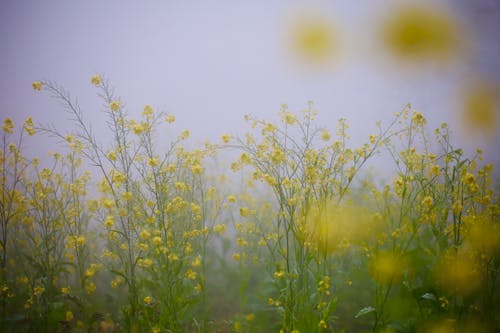 Meadow with Yellow Flowers in Mist