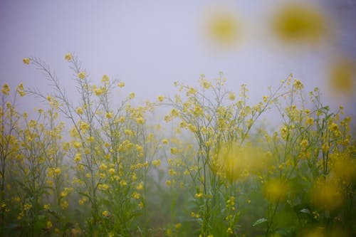 Kostenloses Stock Foto zu blühen, feld, gelbe blume