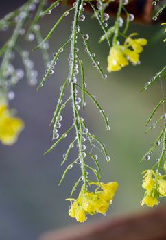 Detailed view of yellow flowers covered in dew, showcasing natural beauty and freshness.