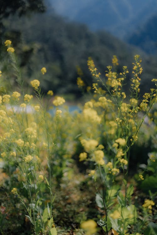 Yellow Wildflowers Blooming Outdoors