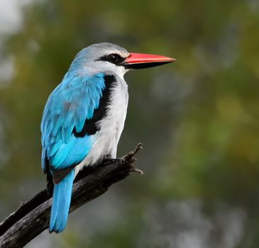 Woodland kingfisher