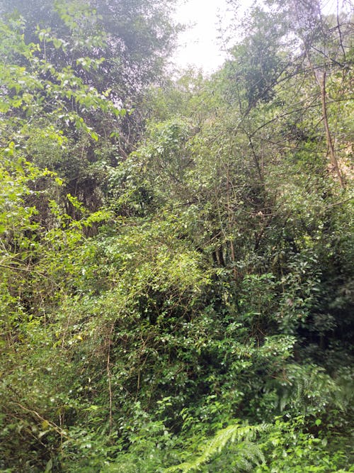 Jungle plants and trees