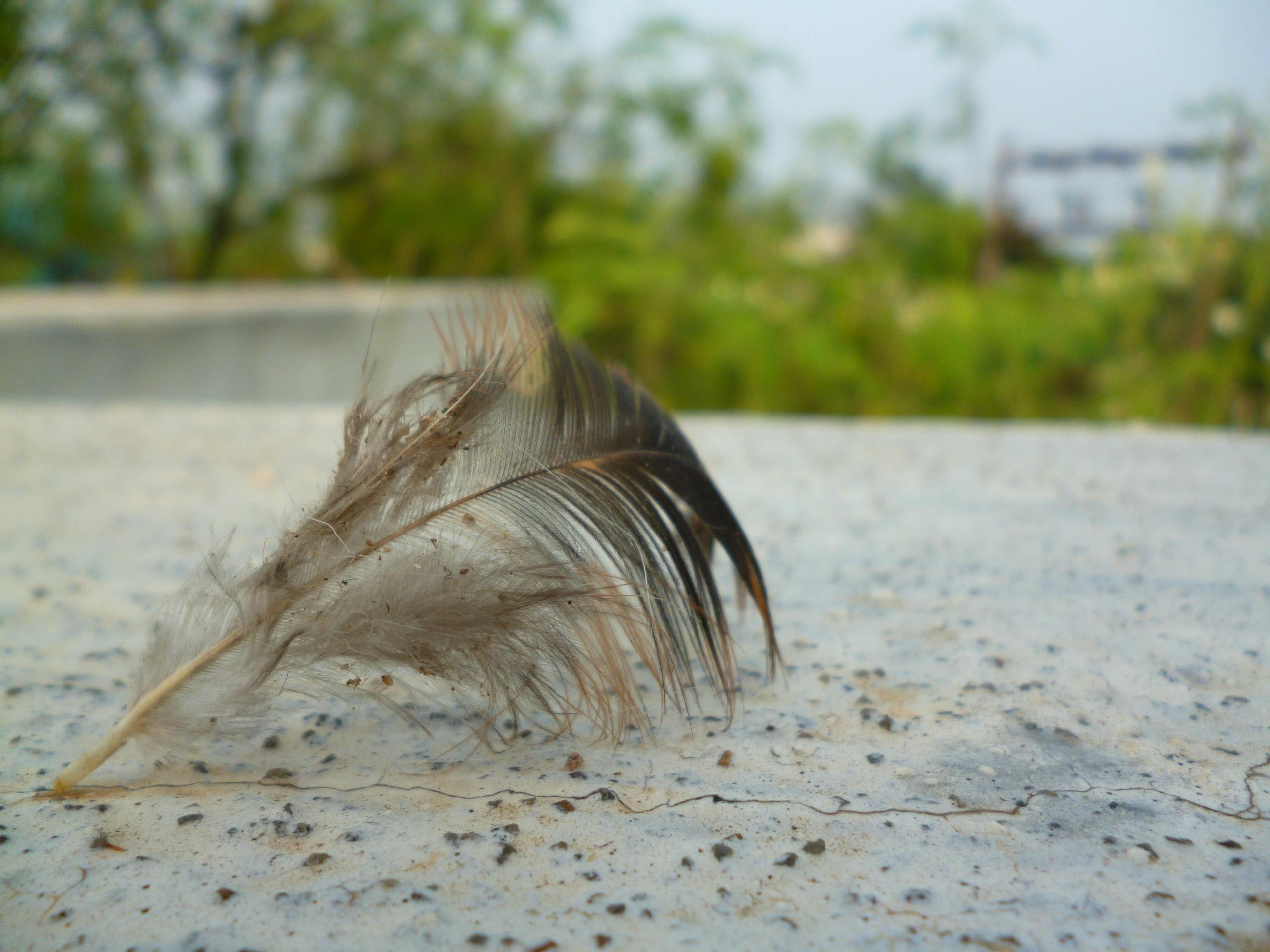 Lago del Oeste en Hangzhou