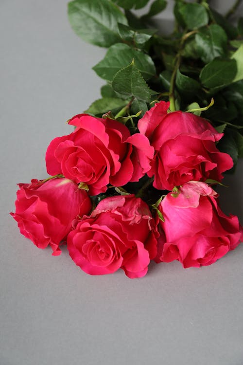 無料 ピンクのバラ, ブーケ, フラワーズの無料の写真素材 写真素材