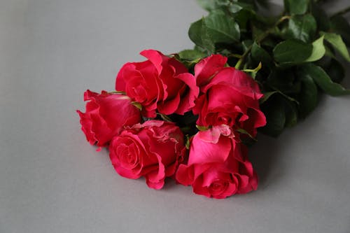 Free A Bunch of Pink Roses  Stock Photo
